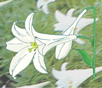 4月の花ユリの画像