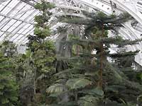 Inside of Temperate House /D200