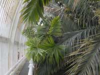 Inside of Palm House /Nikon D200
