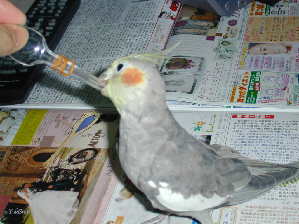 (2004-02-05 22:26:46, Nikon COOLPIX800)