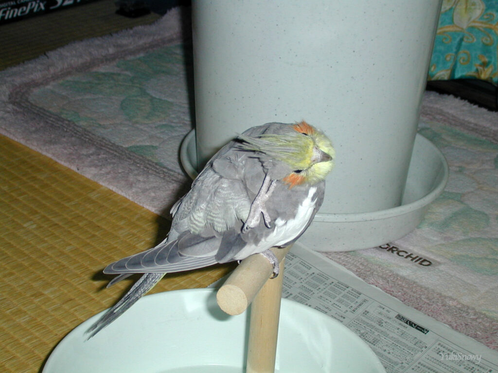 (2004-02-05 22:27:49, Nikon COOLPIX800)