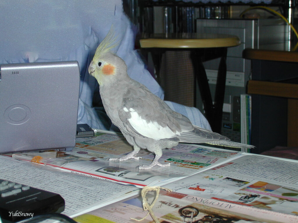(2004-02-05 22:28:34, Nikon COOLPIX800)