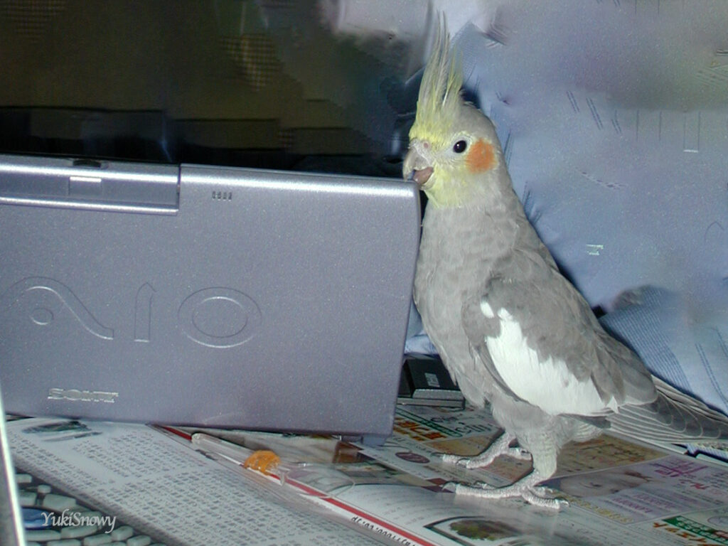 (2004-02-05 22:28:44, Nikon COOLPIX800)
