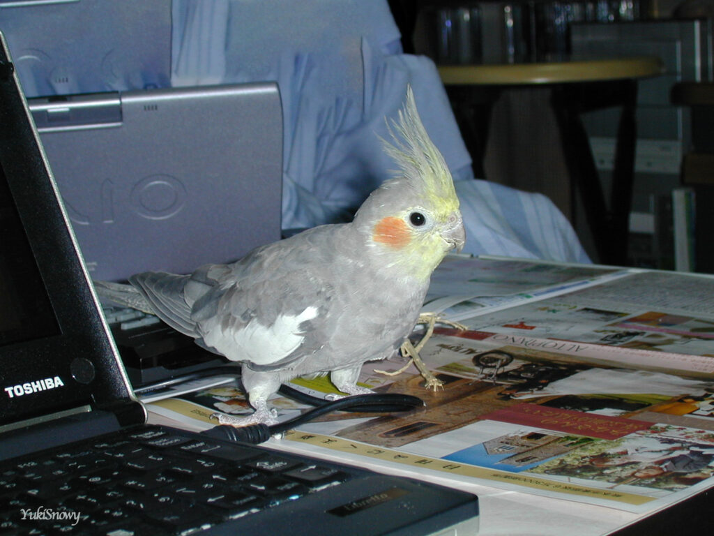 (2004-02-05 22:28:59, Nikon COOLPIX800)