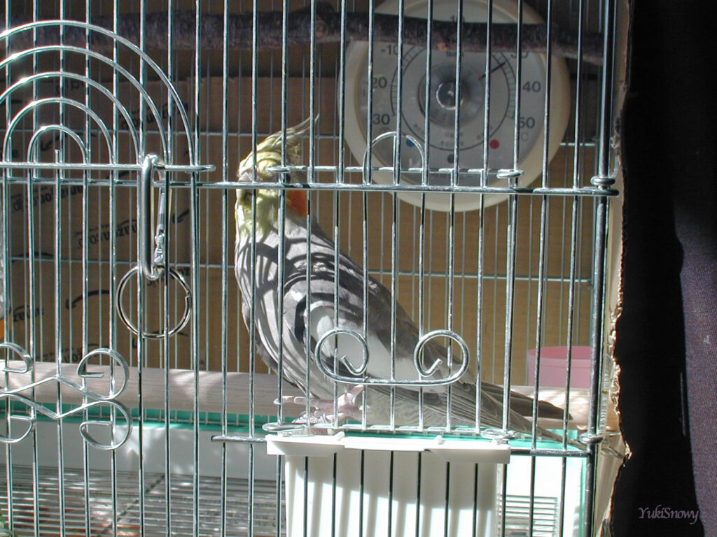 (2004-02-10 11:01:24, Nikon COOLPIX800)