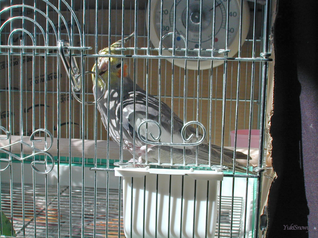 (2004-02-10 11:01:31, Nikon COOLPIX800)