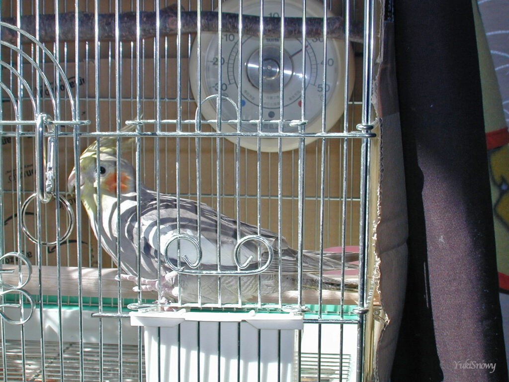 (2004-02-10 11:01:54, Nikon COOLPIX800)