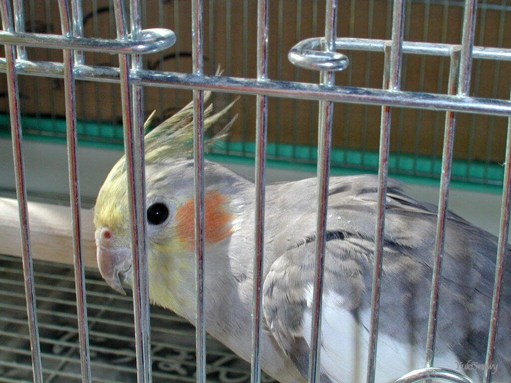 (2004-02-12 13:48:32, Nikon COOLPIX800)