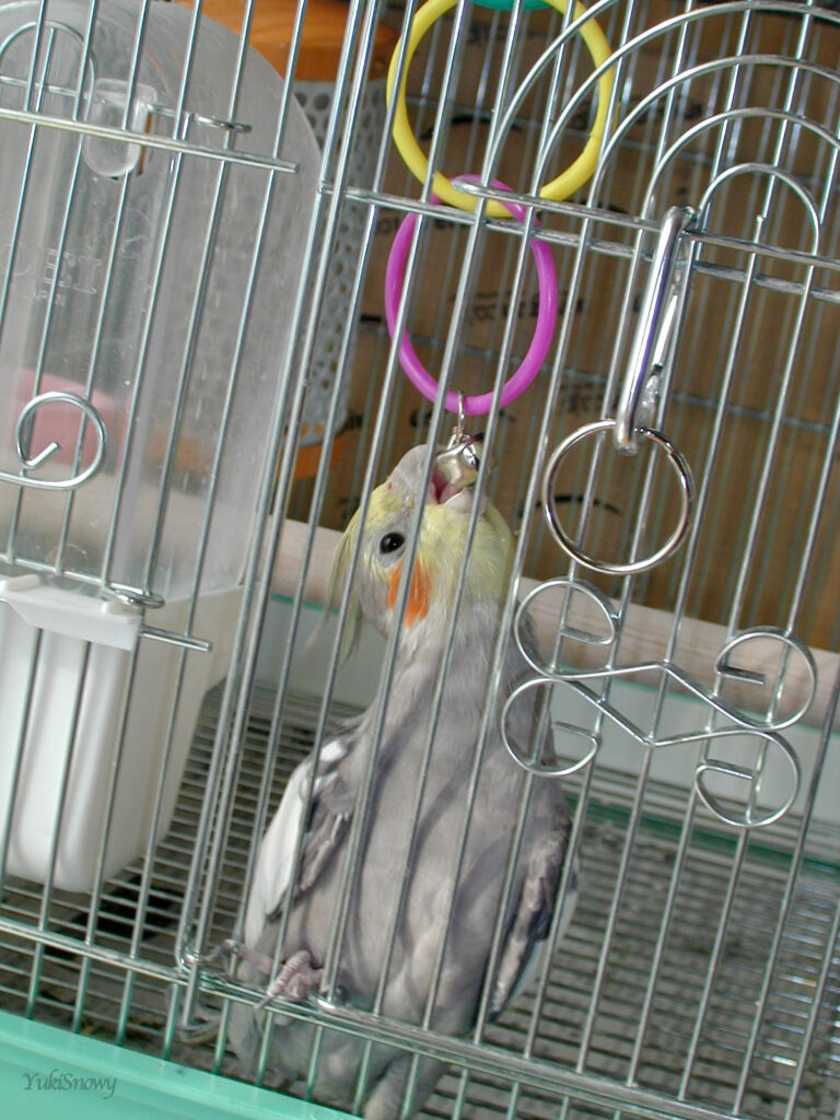 (2004-02-14 10:08:40, Nikon COOLPIX800)