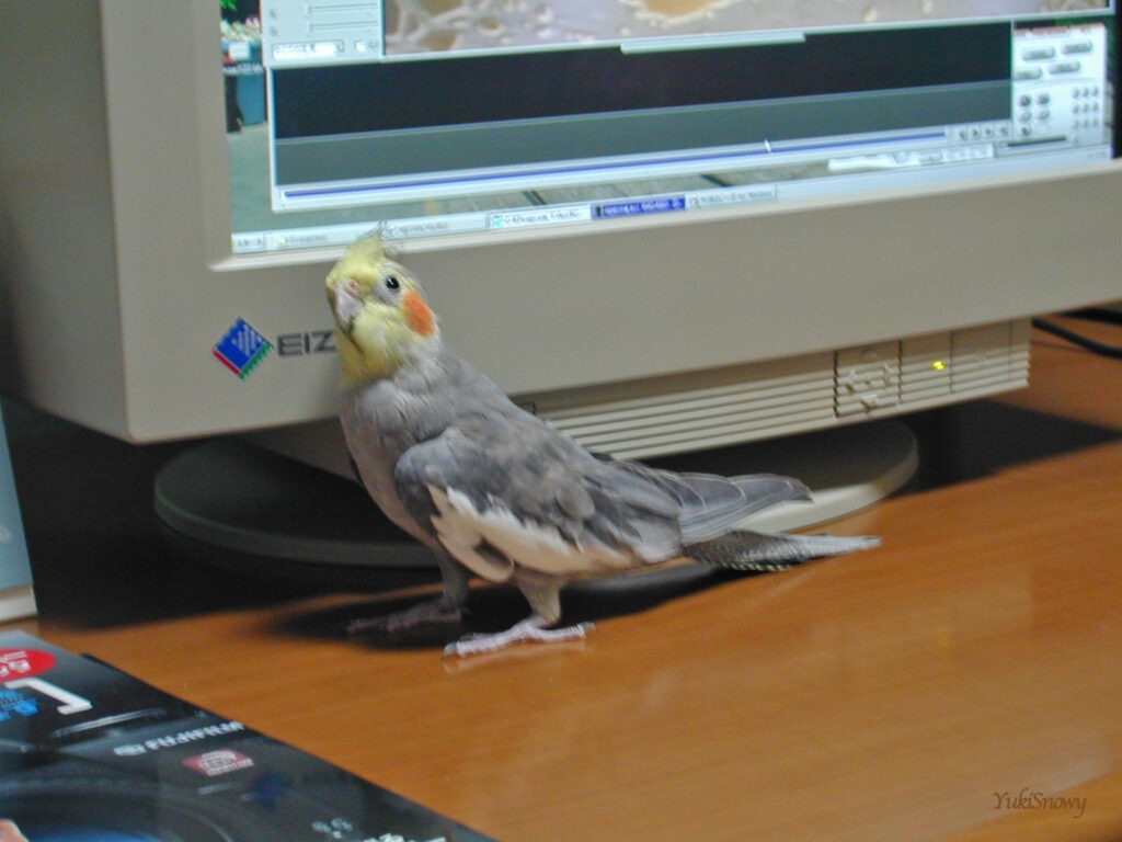 （2004-02-24 21:37:20, Nikon COOLPIX800）