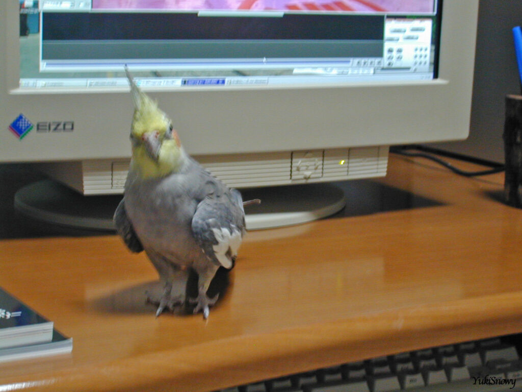 （2004-02-24 21:37:38, Nikon COOLPIX800）