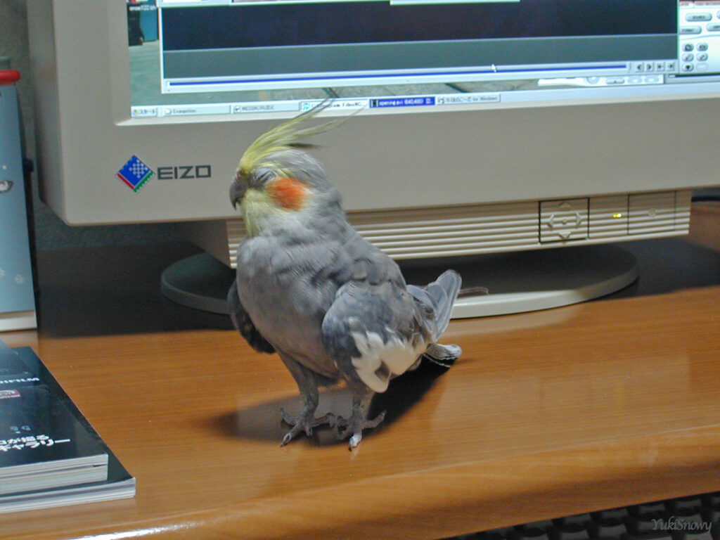 （2004-02-24 21:37:46, Nikon COOLPIX800）
