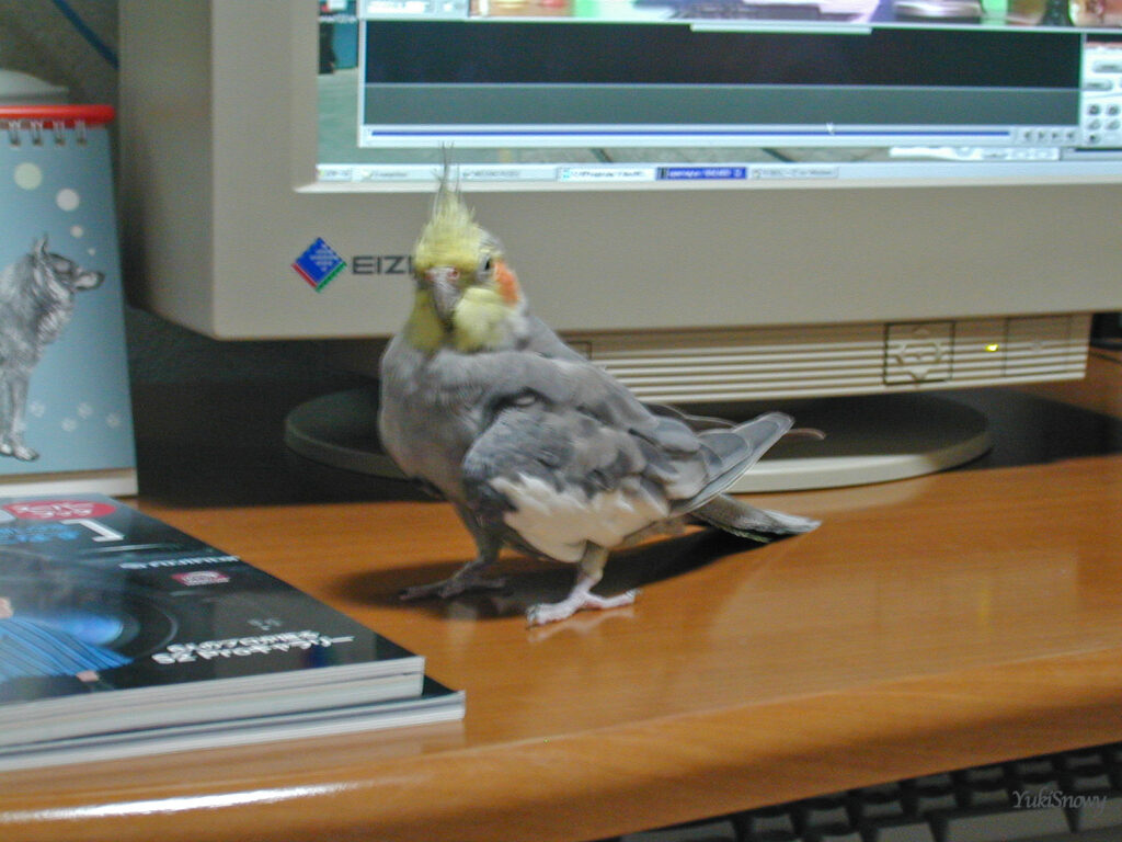 （2004-02-24 21:38:14, Nikon COOLPIX800）