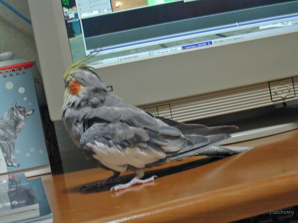 （2004-02-24 21:38:34, Nikon COOLPIX800）