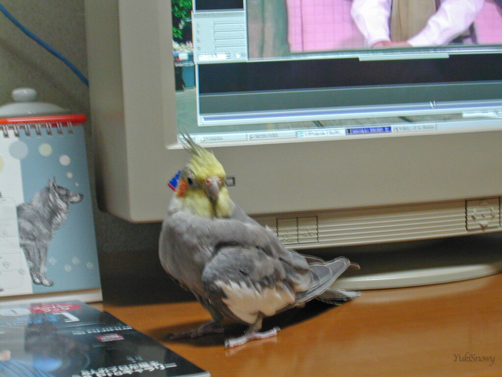 （2004-02-24 21:39:13, Nikon COOLPIX800）
