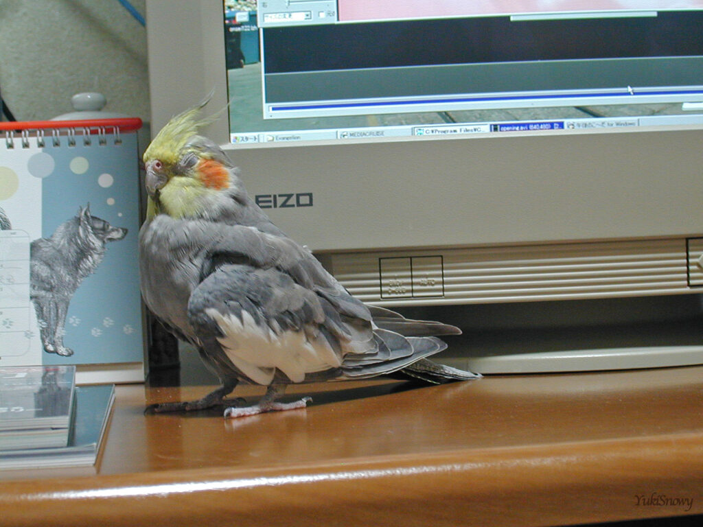 （2004-02-24 21:40:08, Nikon COOLPIX800）
