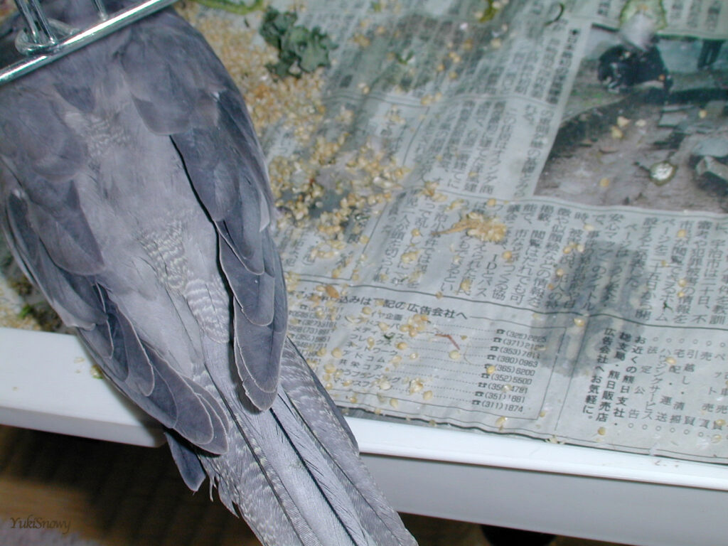 (2004-03-06 11:45:53, Nikon COOLPIX800)