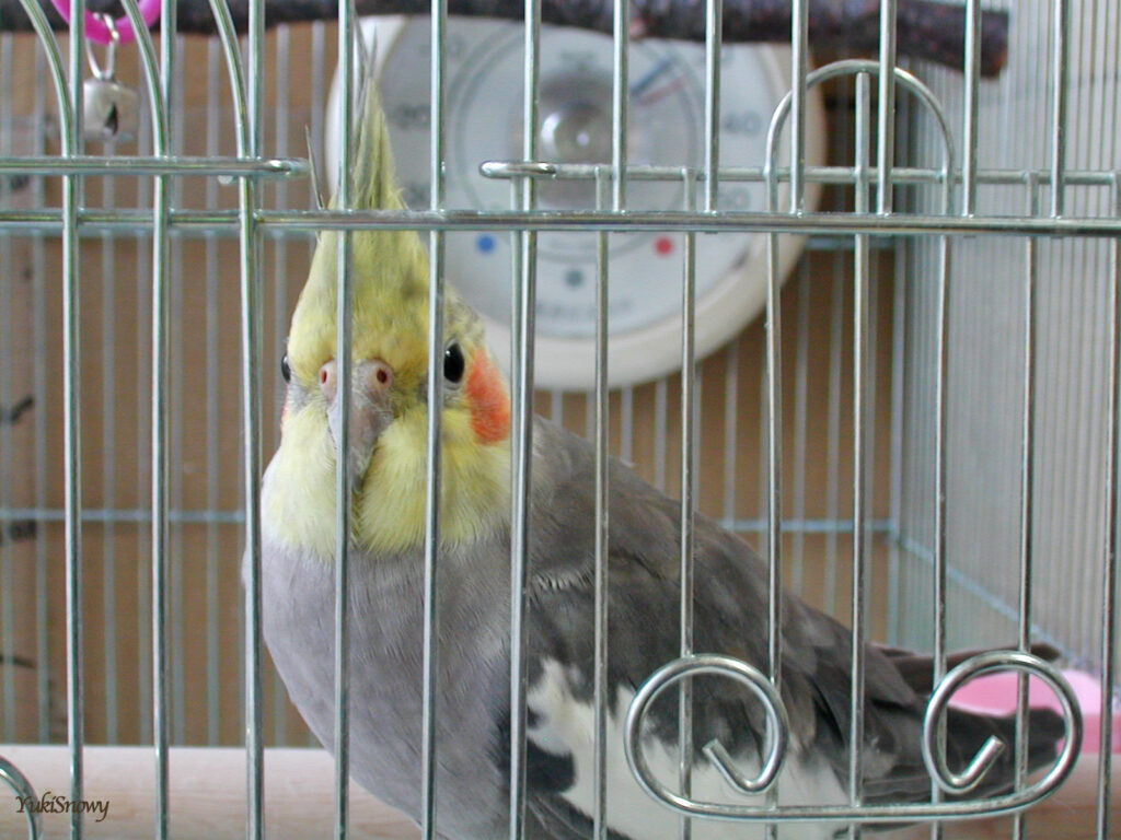 (2004-03-09 17:48:41, Nikon COOLPIX800)