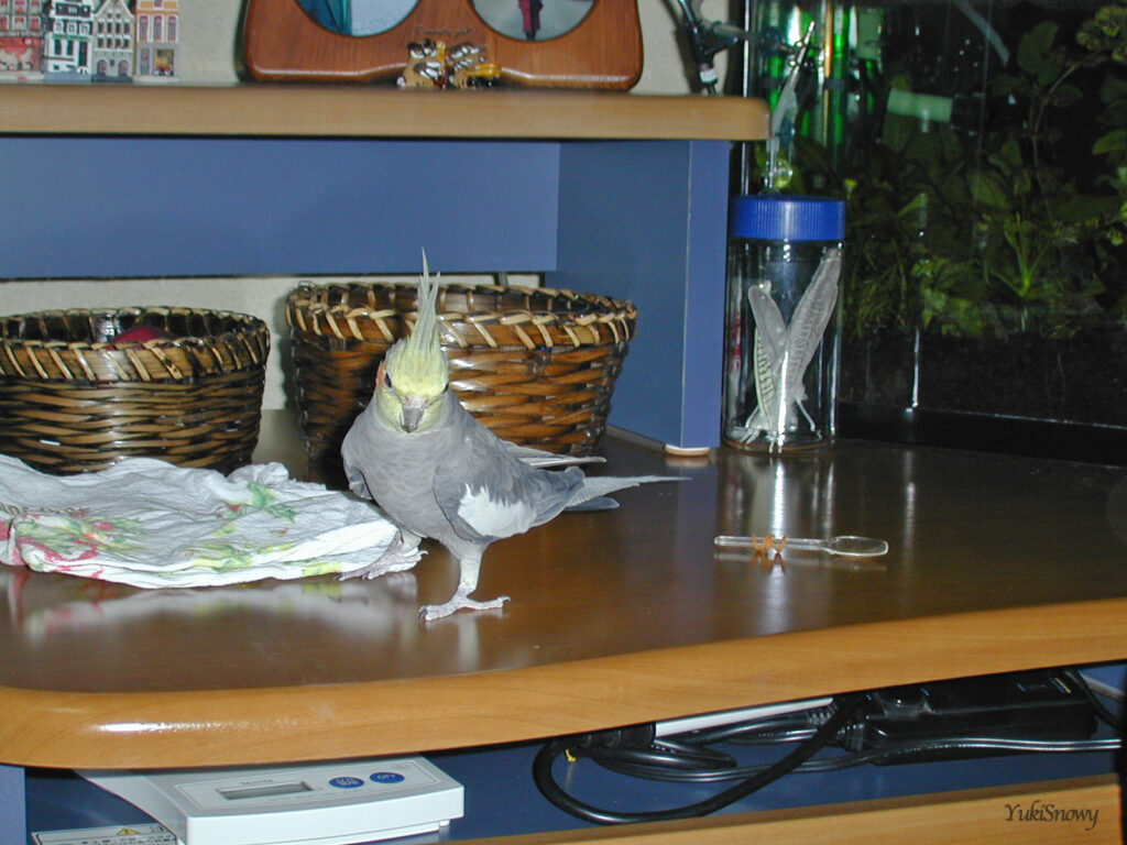 (2004-03-10 21:04:51, Nikon COOLPIX800)