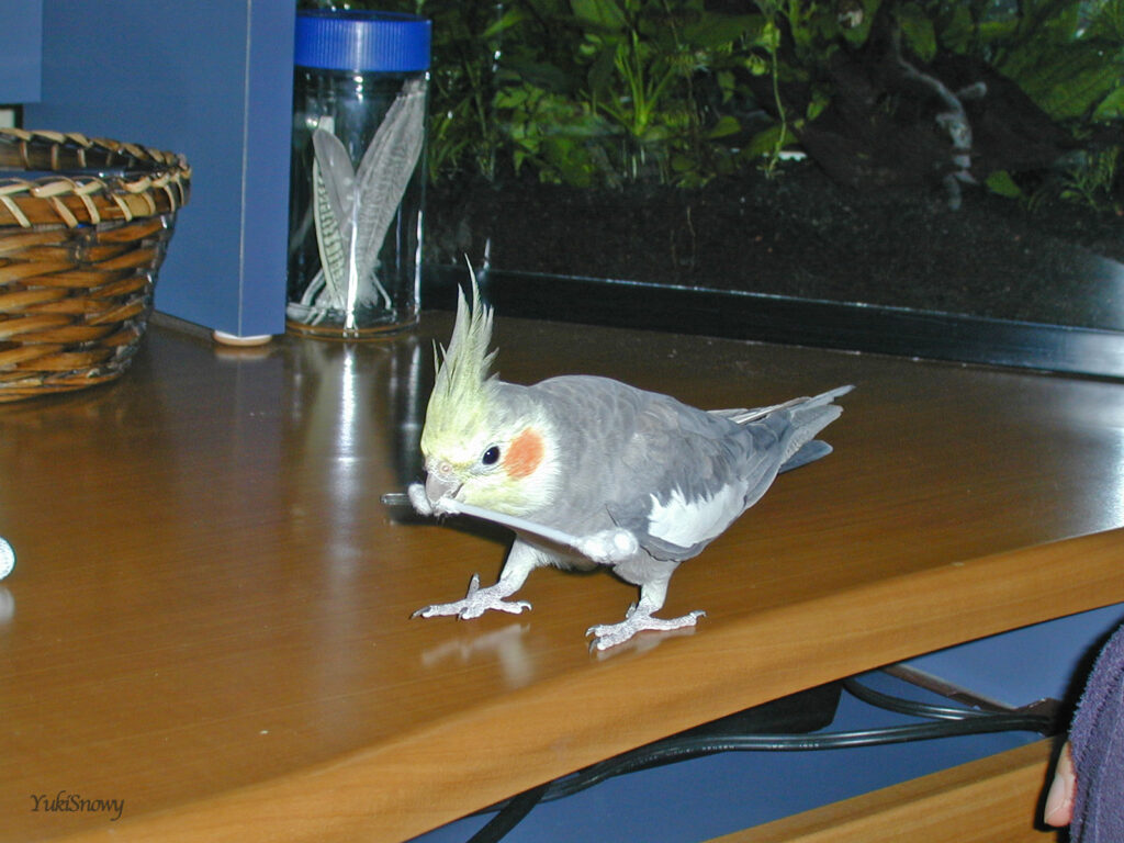 (2004-03-10 21:05:17, Nikon COOLPIX800)