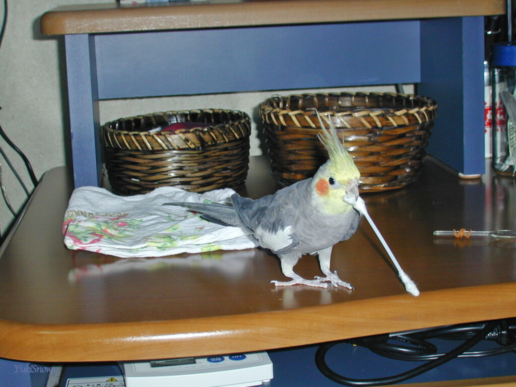 (2004-03-10 21:05:25, Nikon COOLPIX800)