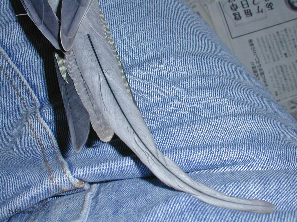 (2004-03-20 14:57:19, Nikon COOLPIX800)
