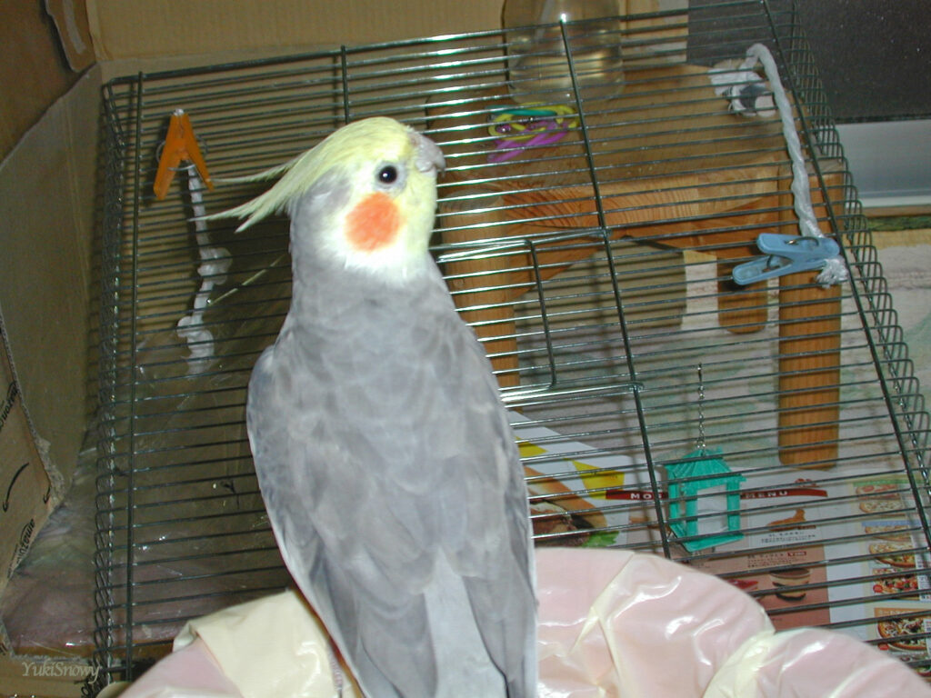 (2004-03-20 15:00:34, Nikon COOLPIX800)