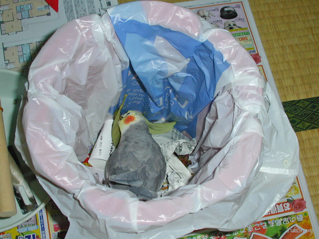 (2004-03-24 22:15:22, Nikon COOLPIX800)