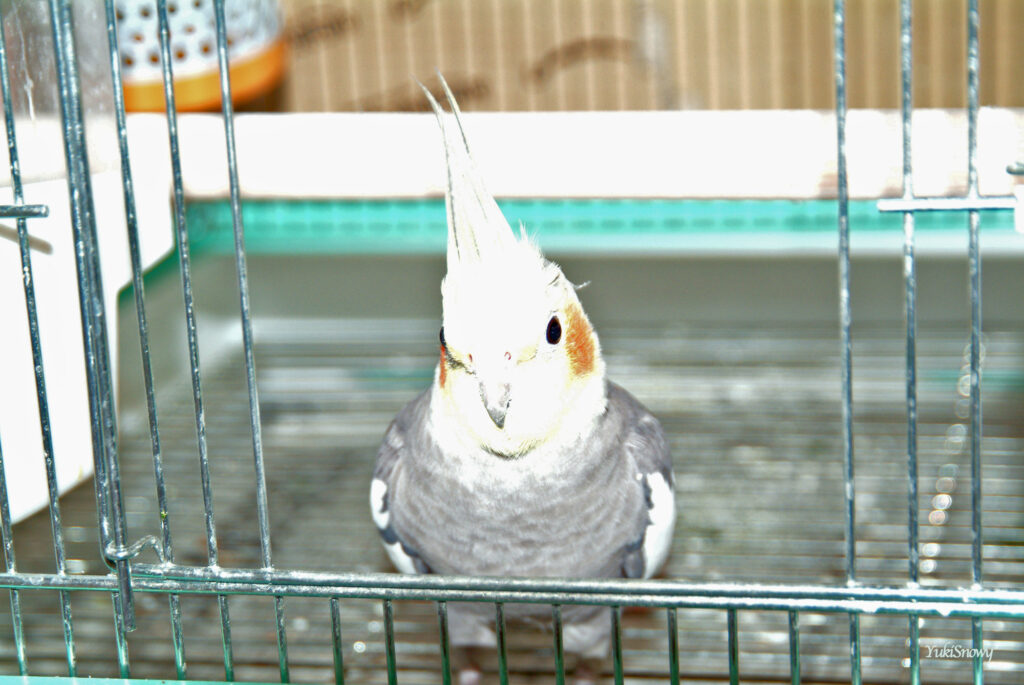 （2004-03-25 16:31:40, Fujifilm FinePix S2 Pro）