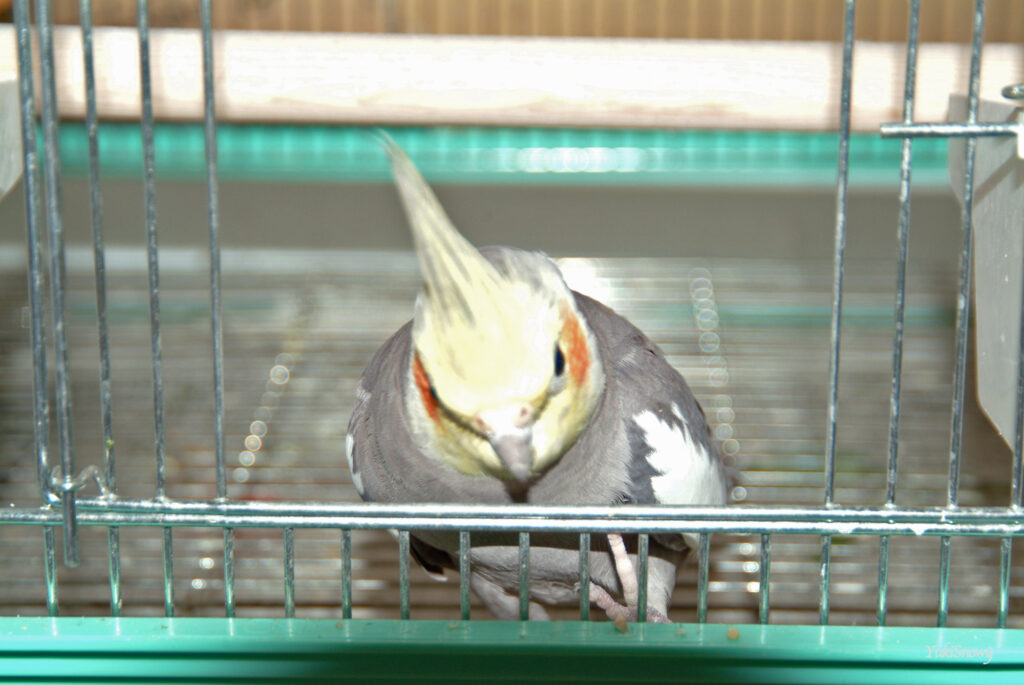 （2004-03-25 16:32:20, Fujifilm FinePix S2 Pro）