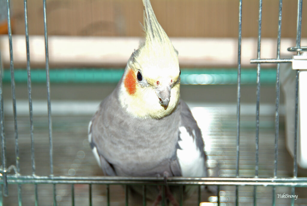 （2004-03-25 16:32:25, Fujifilm FinePix S2 Pro）