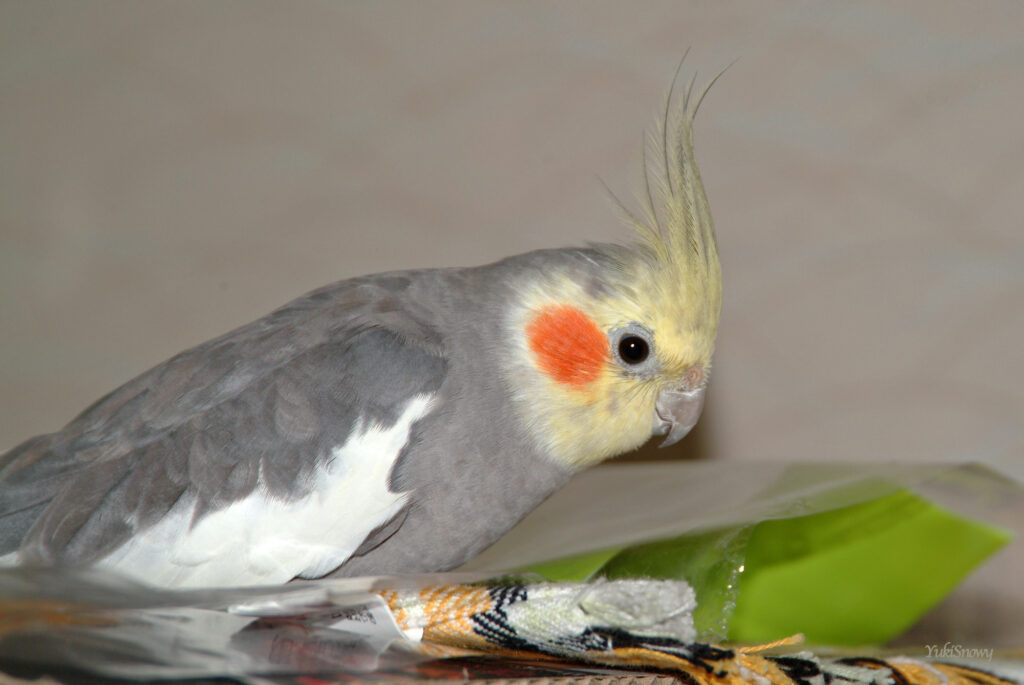 （2004-03-25 21:50:19, Fujifilm FinePix S2 Pro）