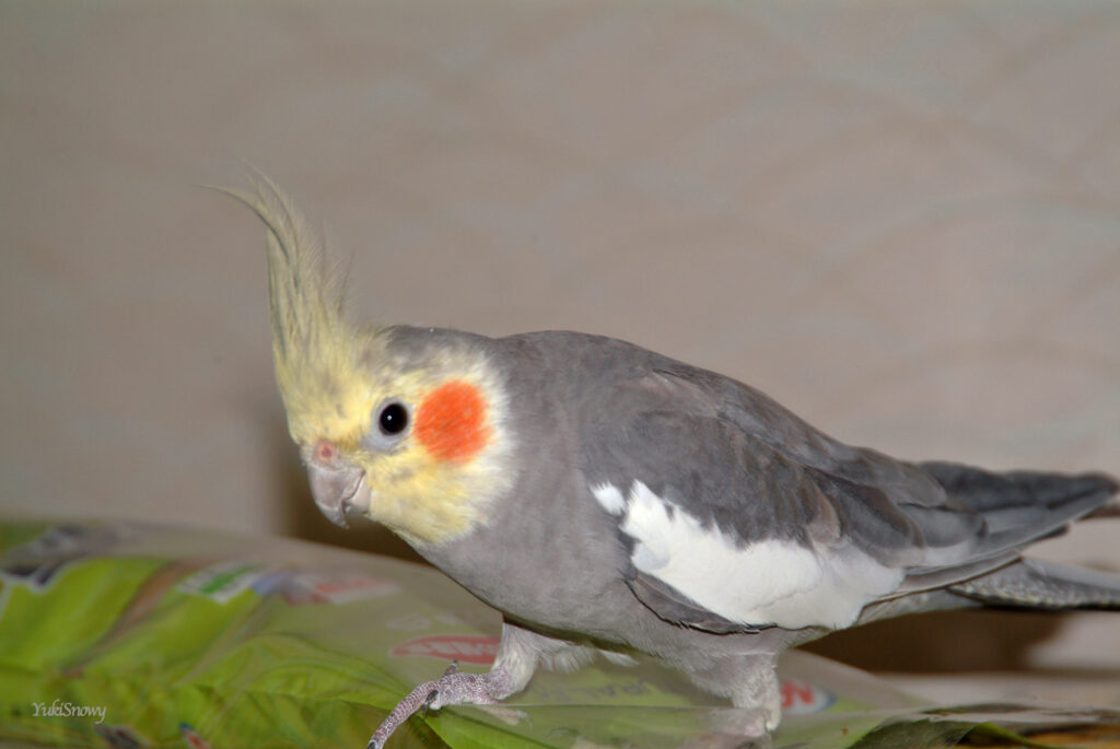 （2004-03-25 21:51:23, Fujifilm FinePix S2 Pro）