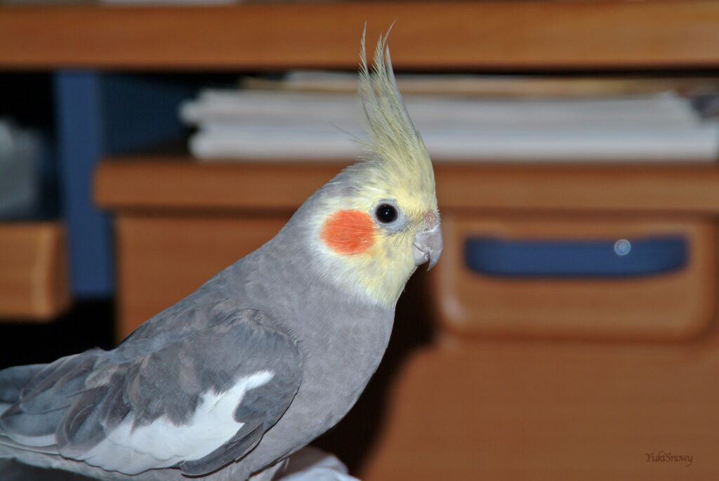 （2004-03-25 21:54:08, Fujifilm FinePix S2 Pro）