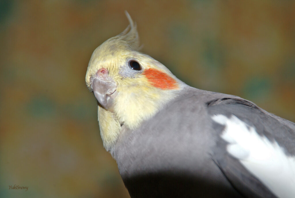 （2004-03-25 21:57:56, Fujifilm FinePix S2 Pro）