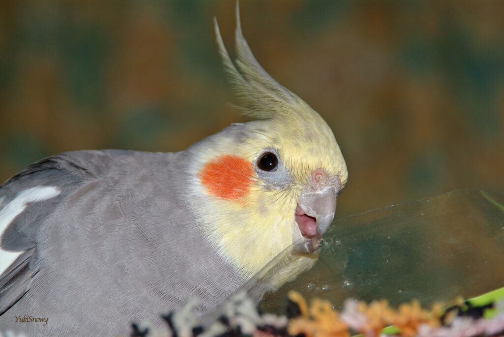 （2004-03-25 21:58:34, Fujifilm FinePix S2 Pro）