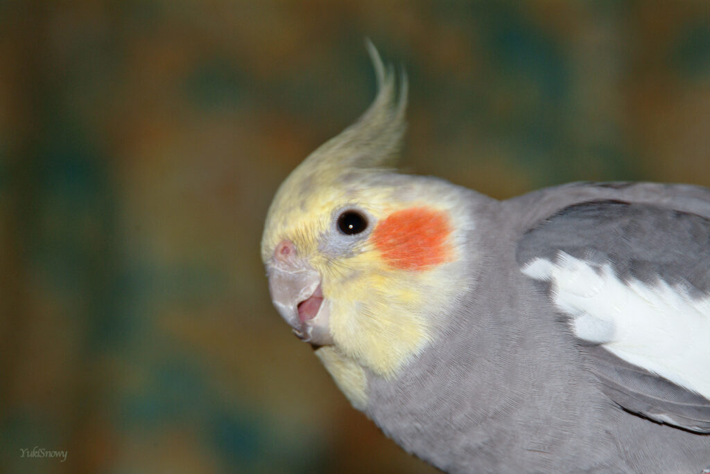 （2004-03-25 21:58:43, Fujifilm FinePix S2 Pro）