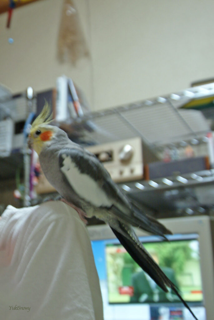 （2004-03-25 21:59:25, Fujifilm FinePix S2 Pro）