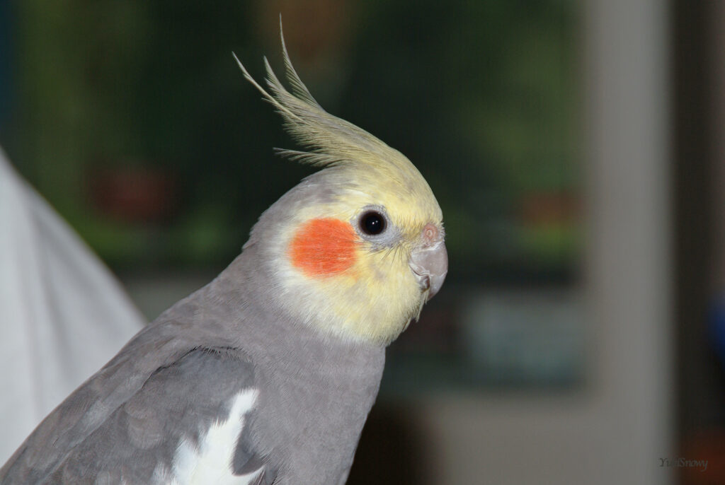 （2004-03-25 22:00:33, Fujifilm FinePix S2 Pro）