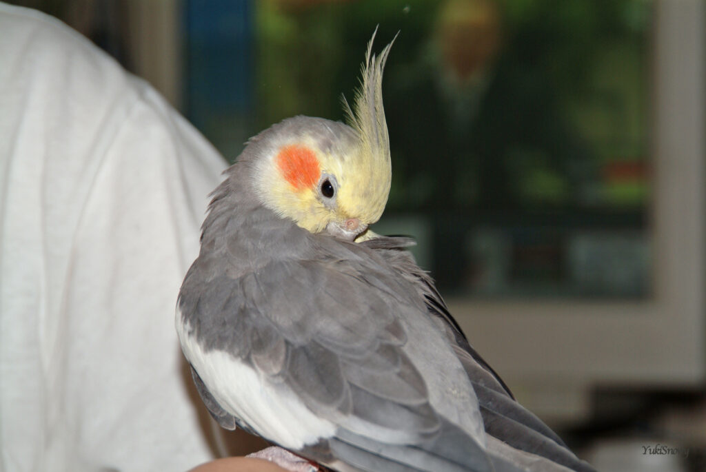 （2004-03-25 22:00:49, Fujifilm FinePix S2 Pro）