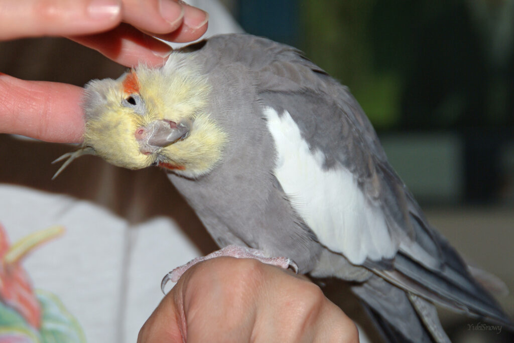 （2004-03-25 22:01:12, Fujifilm FinePix S2 Pro）