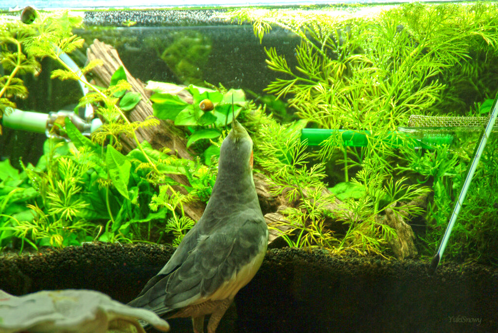 (2004-04-09 20:43:43, Fujifilm FinePix S2 Pro)