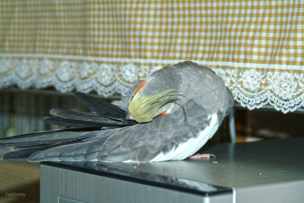 (2004-04-14 20:36:15, Fujifilm FinePix S2 Pro)