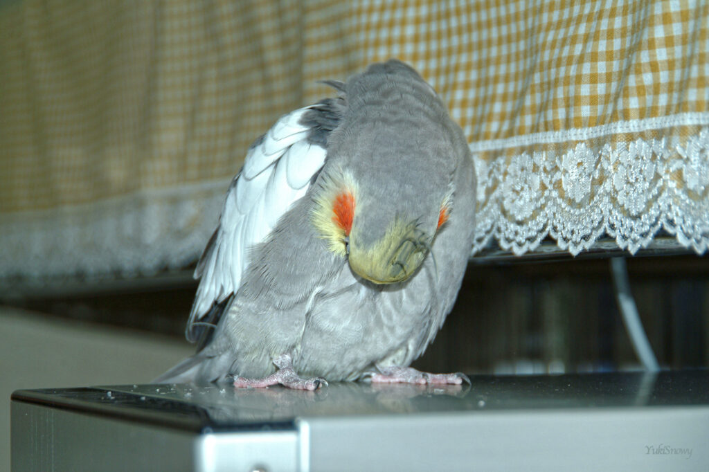 (2004-04-14 20:36:36, Fujifilm FinePix S2 Pro)