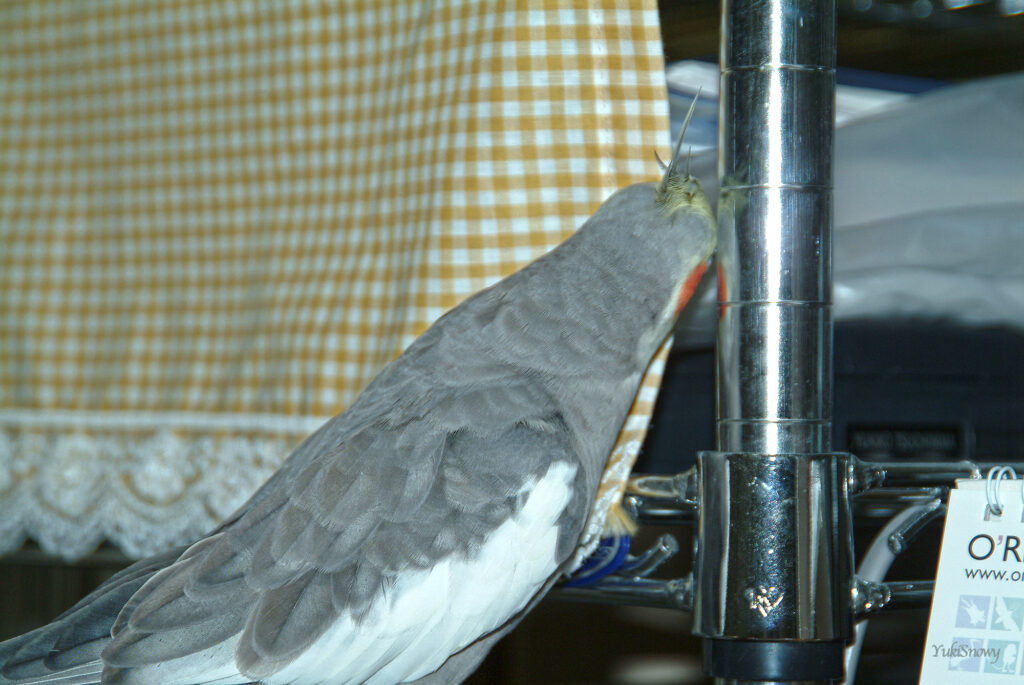 (2004-04-14 20:38:25, Fujifilm FinePix S2 Pro)