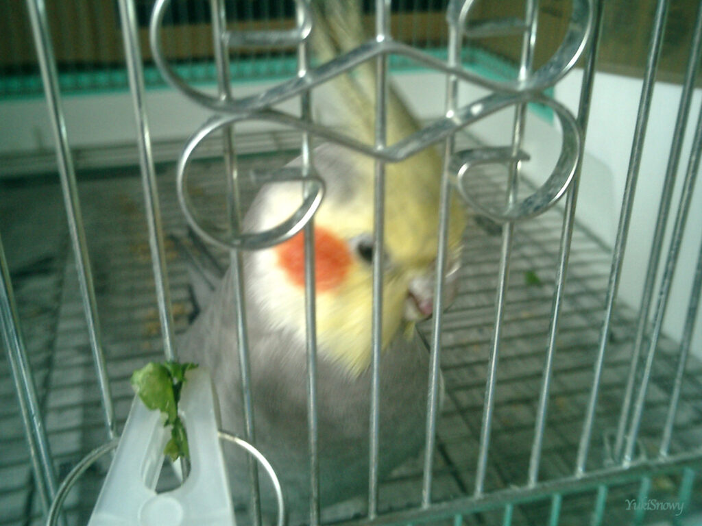 (2004-04-26 11:51:43, CASIO EXILIM EX-S2)