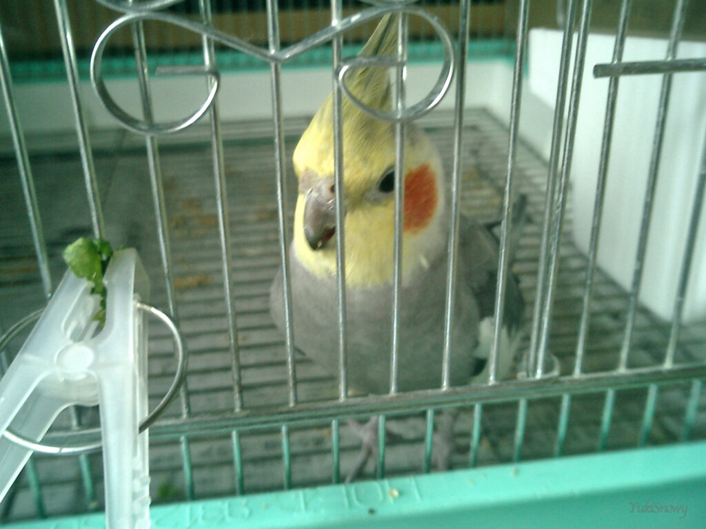 (2004-04-26 11:51:46, CASIO EXILIM EX-S2)