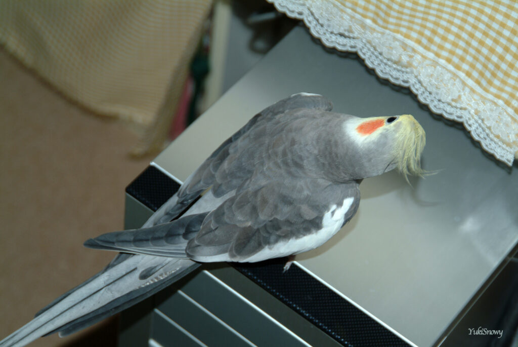 (2004-05-05 20:17:11, Fujifilm FinePix S2 Pro)