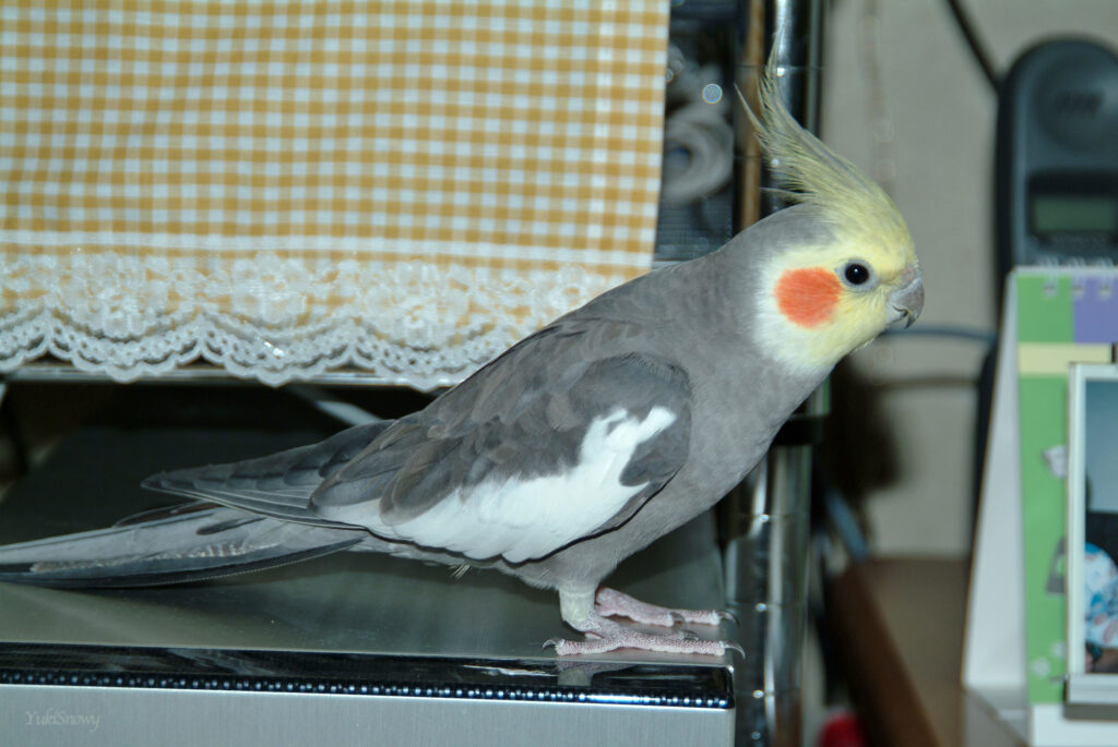 (2004-05-05 20:17:32, Fujifilm FinePix S2 Pro)