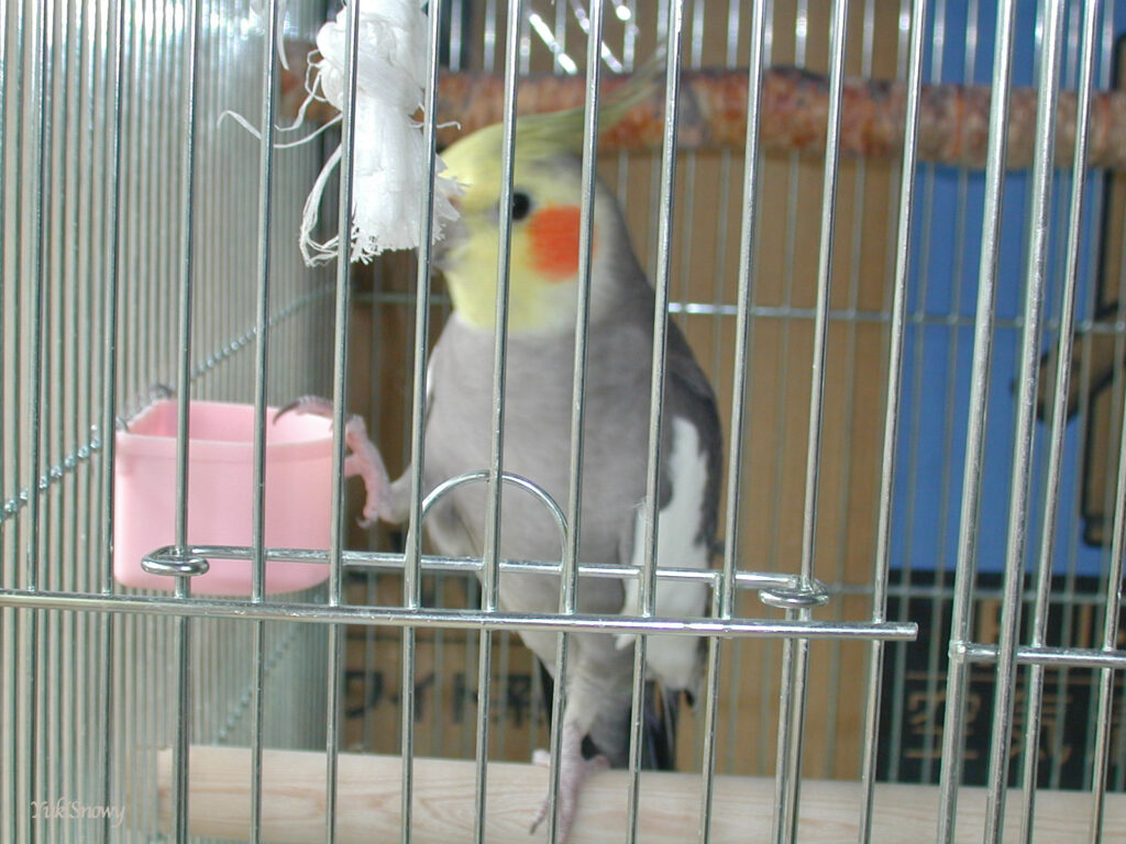 (2004-05-12 11:45:32, Nikon COOLPIX800)